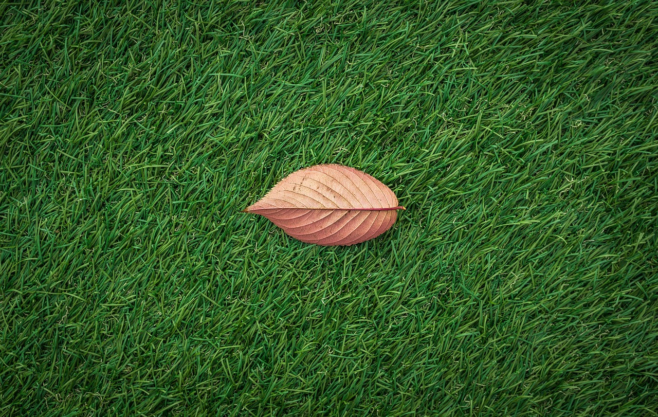 hoja en medio del césped